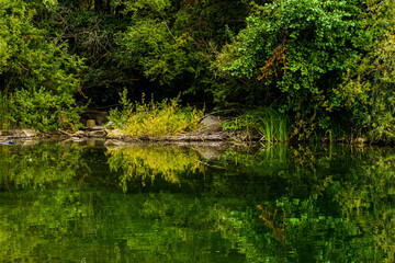 Fototapeta na wymiar Green trees and plants symmetrical reflected in water of lake