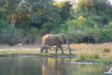 Fototapeta premium Elephant mother and baby by the river, Zambia