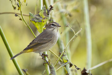 Palm warbler (Setophaga palmarum) in Sarasota, Florida