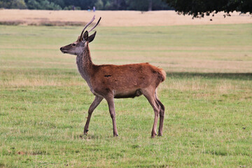 A close up of a Red Deer