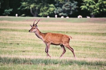 A close up of a Red Deer
