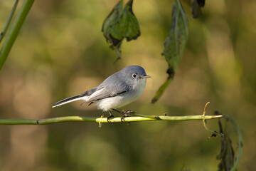 Blue-grey gnatcatcher (Polioptila caerulea) fluffed up on a cool morning in Sarasota, Florida