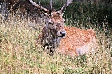 A close up of a Red Deer