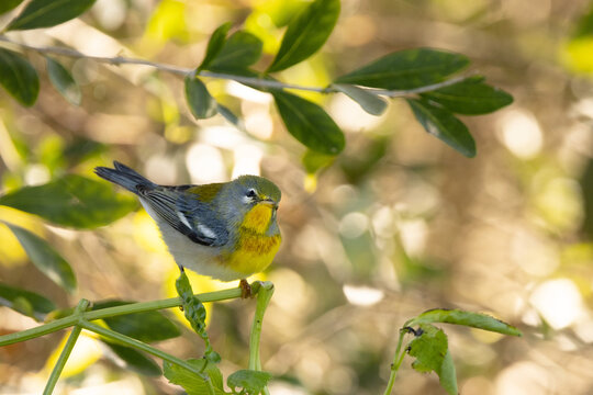 Close-up shot of a nothern parula (Setophaga americana) looking fluffy during a cool morning in Sarasota, Florida