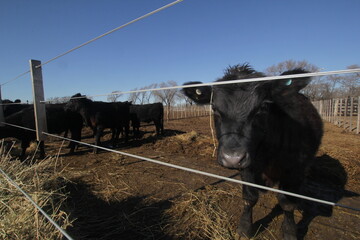 Vacas Argentinas