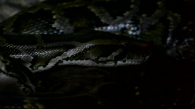 Python