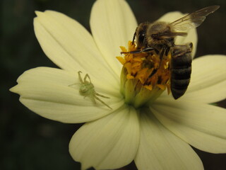 Insects on a flower, a melipona bee and a small spider