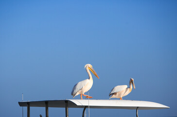 Pelicans (genus Pelecanus) resting on top of the roof of a moored boat in Swakopmund, with a nice bright blue clear sky