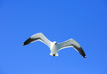 Hartlaub's gull (Chroicocephalus hartlaubii) in flight, with wings extended against a vivid blue sky background, Walvis Bay, Namibia