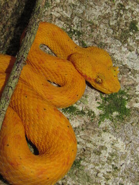 Bothriechis schlegelii, known commonly as the eyelash viper, is a species of venomous pit viper in the family Viperidae