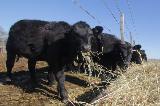 Vacas Argentinas