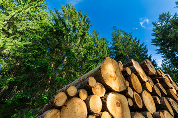 Log trunks pile, the logging timber forest wood industry. Sawn trees from the forest. Heavy wood trunks. 