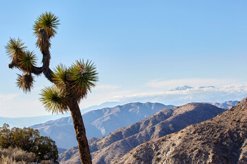 Mountain scenic vista on a beautiful winter day in California with a Joshua tree in the foreground