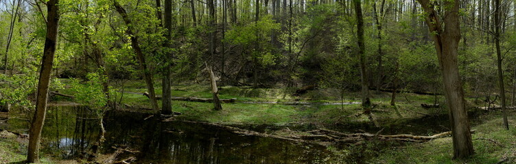 panoramic view of forest with stream 