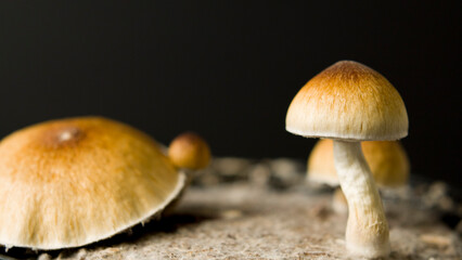 Close up macro magic mushrooms golden teacher cubensis psilocybin psilocin