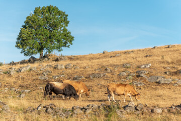 Fototapeta premium Bull and Aubrac cows in a dry pasture in summer.
