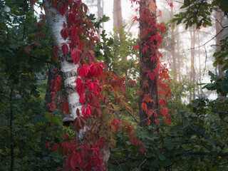 Winobluszcz z czerwonymi, jesiennymi liśćmi porastający drzewa w lesie