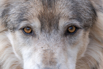 Look, portrait of a Mongolian wolf (Canis lupus chanco) in Gevaudan Park. © bios48