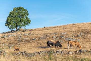 Aubrac cows in a dry pasture in summer.