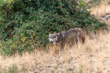 Mongolian wolf (Canis lupus chanco) in Gevaudan Park.