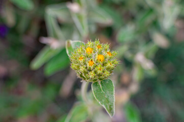 Phlomis fruticosa (Lamiaceae) - Full Bloom