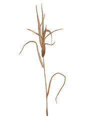 Watercolor branches. Autumn fall watercolor flora foliage. Boho autumn plants. 