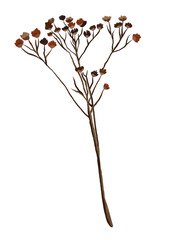 Watercolor branches. Autumn fall watercolor flora foliage. Boho autumn plants. 