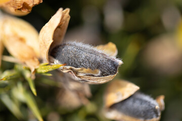 Gorse seed