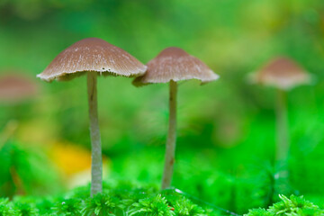 Hallucinogenic mushrooms grow in the forest. Defocused background. Shallow depth of field.