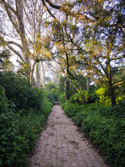 footpath in the park
