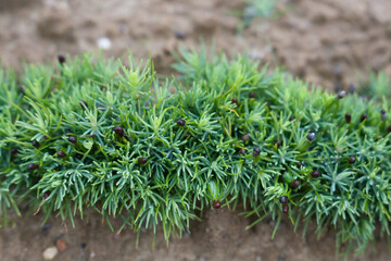 Small spruce seedlings grow in the nursery.