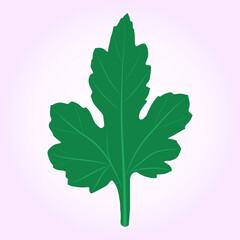 Green chrysanthemum leaf on a light pink background. 