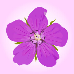 Fototapeta na wymiar Beautiful purple flower on a pink background. 