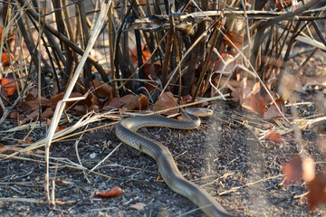 Cobra snake in Hwange National Park