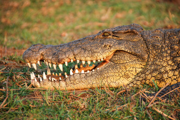 Head of a hug nile crocodile with open mouth