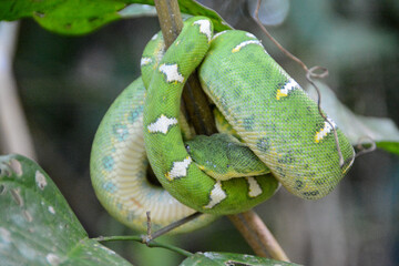 Green Emerald Tree Boa rolled up on a branch