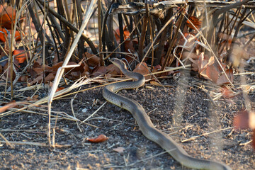 Cobra snake in Hwange National Park