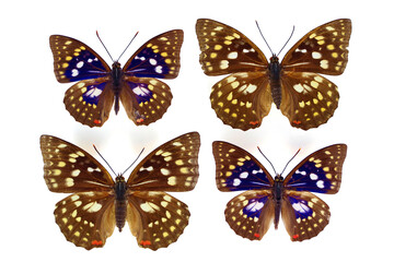 Fototapeta na wymiar 蝶の標本・日本の国蝶・オオムラサキ（オスとメス）
