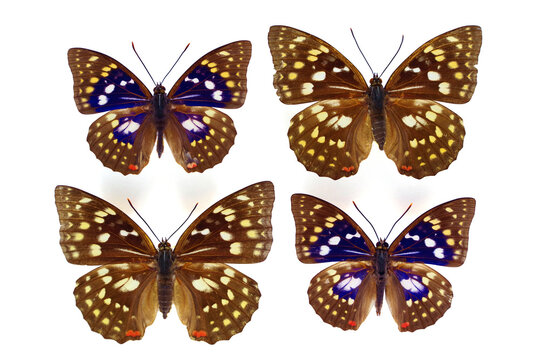 大紫蝶」の写真素材 | 307件の無料イラスト画像 | Adobe Stock