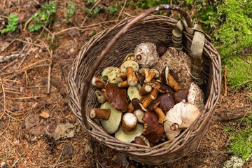Mushroom Boletus in wicker basket. Autumn Cep Mushrooms. Spring Boletus edulis detail. Cooking delicious organic food mushroom.  Edible mushroom.