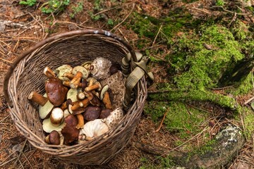 Mushroom Boletus in wicker basket. Autumn Cep Mushrooms. Spring Boletus edulis detail. Cooking delicious organic food mushroom.  Edible mushroom.