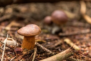 Closeup shot of amazing edible mushroom boletus edulis known as penny bun in forest with blurred background in Czech Republic.  Edible mushroom.