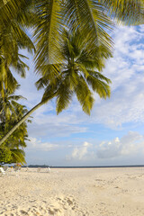 View of palm trees on the beach on a resort island in the Maldives