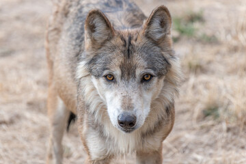 Naklejka na ściany i meble Mongolian wolf (Canis lupus chanco) in Gevaudan Park.