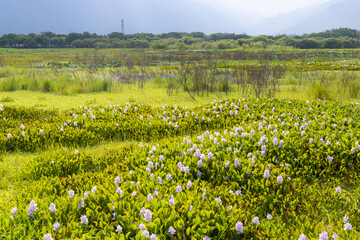 Beautiful flower field in Taitung of Taiwan