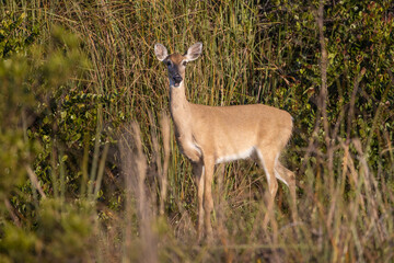 Deer Standing in a marshland