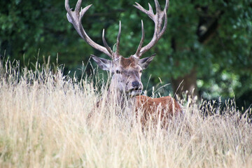 A close up of a Red Deer