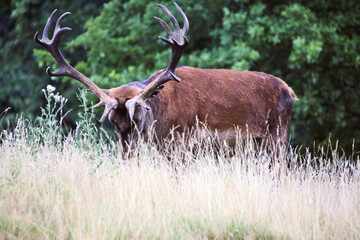 A close up of a Red Deer