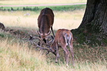 deer in the forest rutting