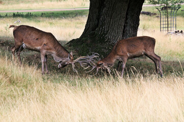 deer in the forest rutting